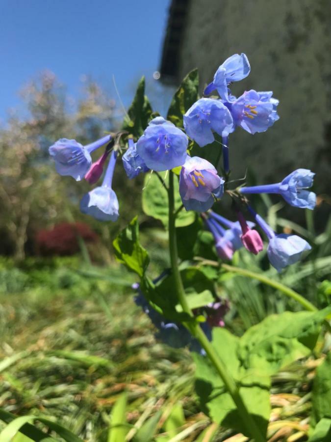 Bed and breakfast Wild Wisteria 3*