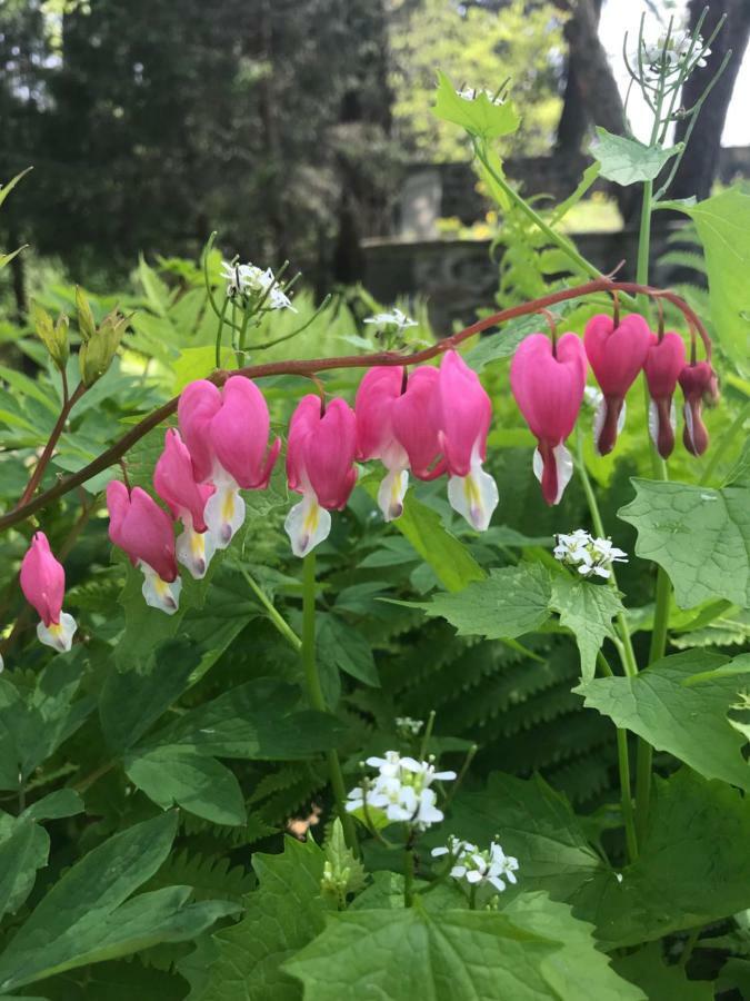 Wild Wisteria Bed and breakfast