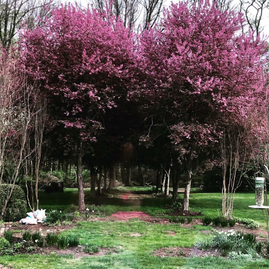 Bed and breakfast Wild Wisteria