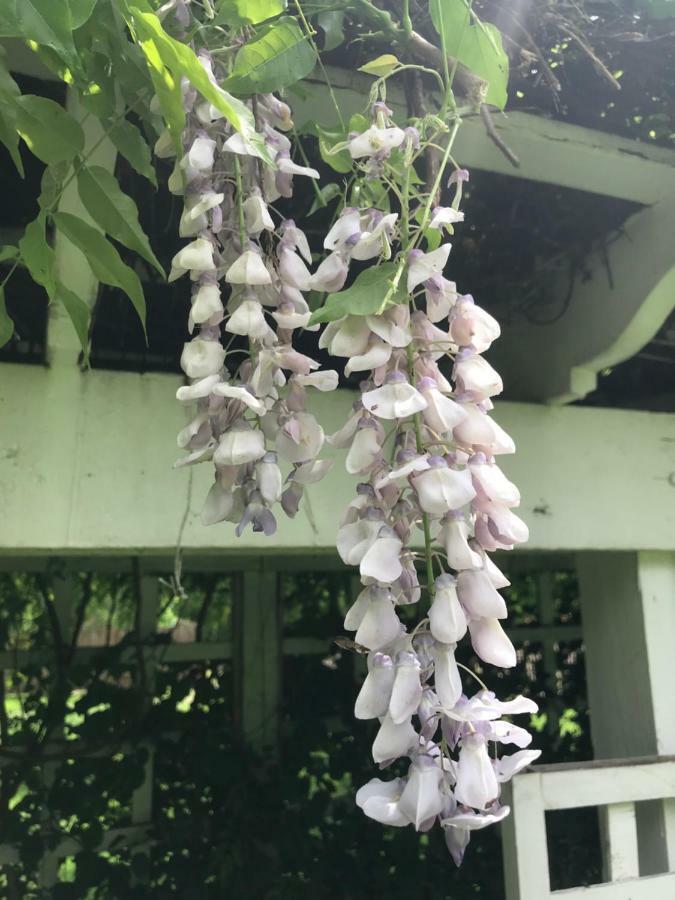 Wild Wisteria 3* Chadds Ford
